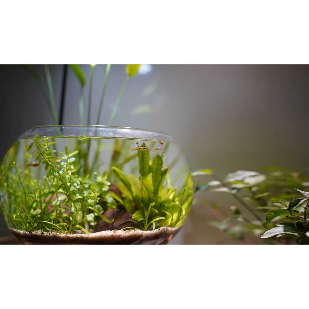 Bể cá thủy sinh mini để bàn Combo_CB1