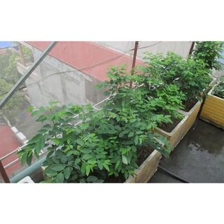 Gói 30 hạt giống rau ngót