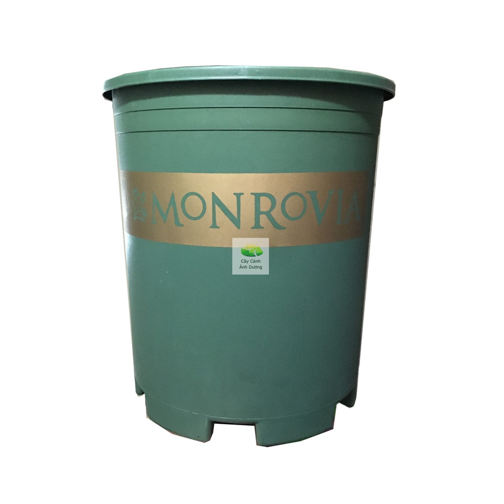 Chậu trồng cây Monrovia, chậu hoa hồng 3 Gallon (xanh, đen)