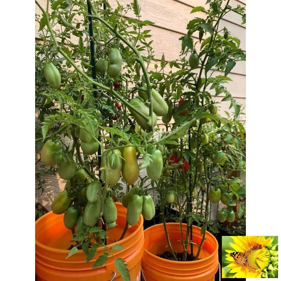 🌟Hạt Giống Cà Chua Roma Tomatos Quả Dài Vị Ngọt🌟 Giống Cao Sản Gói 30 Hạt