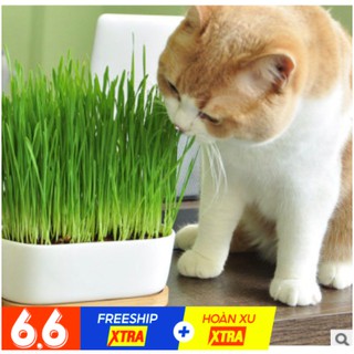 (GÒ VẤP) Hạt giống cỏ lúa mạch cho mèo hộp 150 gram hàng có sẵn