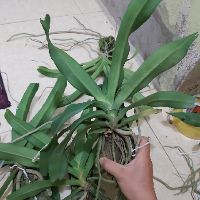 Lan ngọc điểm cây 4 năm