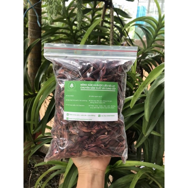 Sâm đại hành Đà lạt