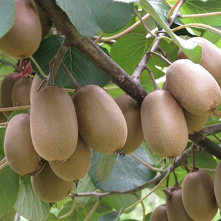 Hạt giống quả kiwi The Xanh Garden Supply