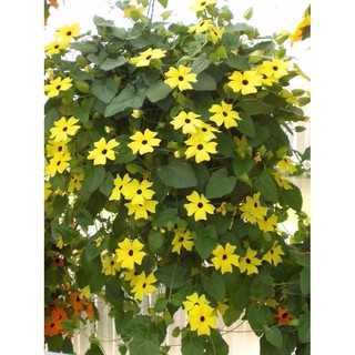 Hạt Giống Hoa Ánh Dương Mix