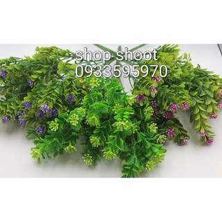 cỏ điểm cành hoa ngâu