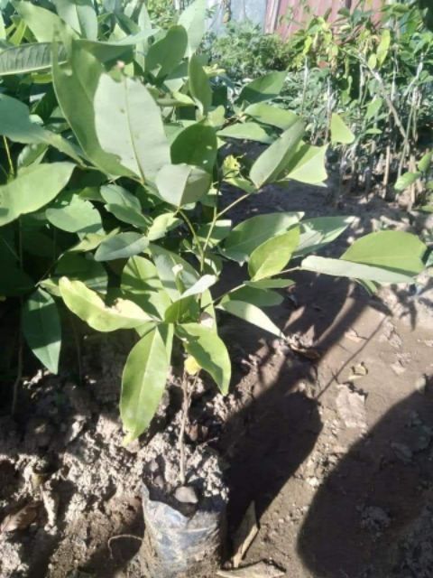 COMBO 3 CÂY HOA OSAKA VÀNG