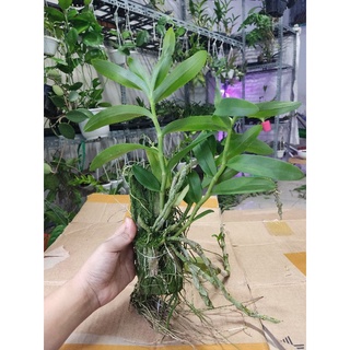 Lan trầm tím ghép gỗ