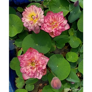 Củ sen Red rosy