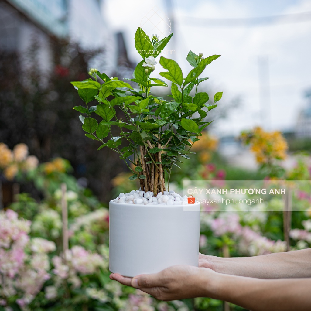 Cây hoa nhài mini để bàn trong nhà kèm chậu sứ cao 40cm - Cây xanh Phương Anh