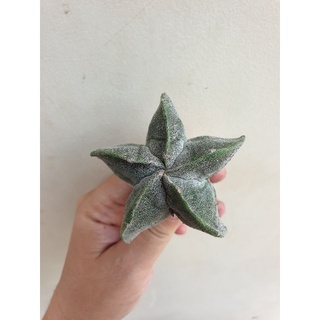 Xương rồng Astro bạc (da cám) size 5cm