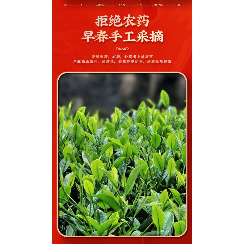 NHAM TRÀ ĐẠI HỒNG BÀO THƯỢNG HẠNG (ĐÓNG HỘP 100 GRAM)