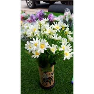 Cúc họa mi nhí