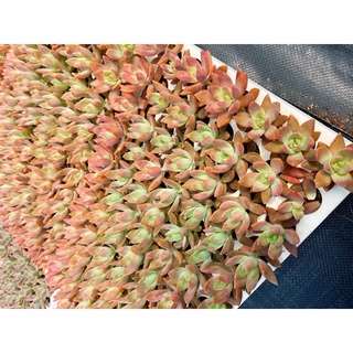 Sen đá đá đỏ size mini 2.3-3cm