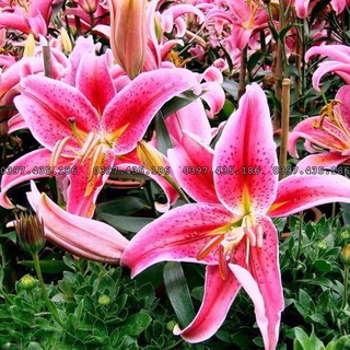 Củ ly lùn thơm_hoa ly_Hoa ly nhiều màu