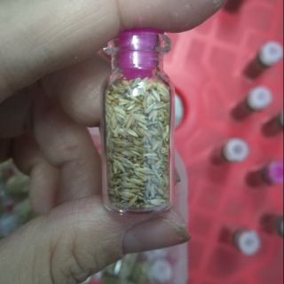 Hạt giống thủy sinh ngưu mao chiên lùn xòe