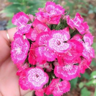 CẨM CHƯỚNG CHÙM MIX