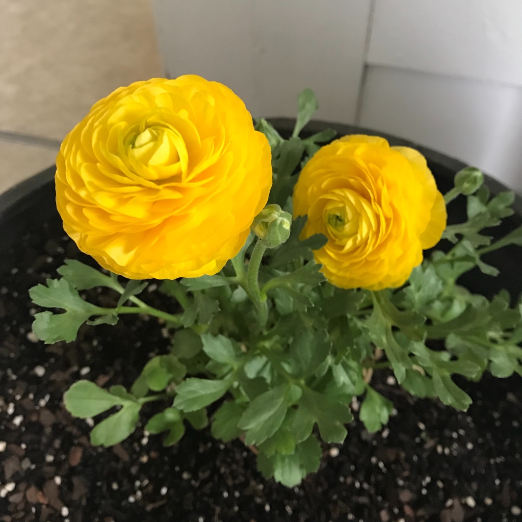 Hạt giống Hồng Ri Ba Tư F1 Sakata Nhật Bản Mix Màu - 10 hạt - Cam kết nảy mầm ( ảnh thật)