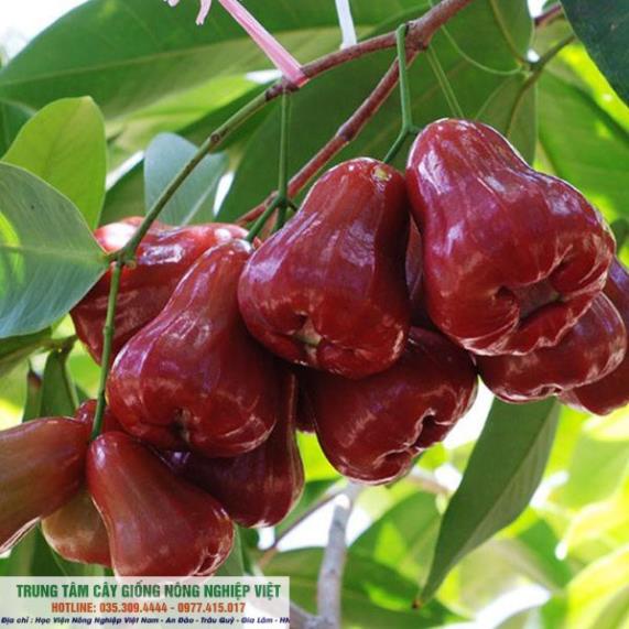 Cây Giống Roi Đỏ Thái Lan .