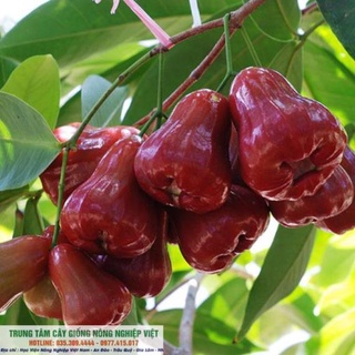 Cây giống roi đỏ thái lan .