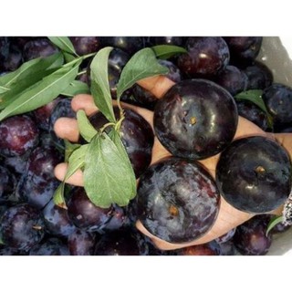 Cây giống MẬN TÍM  - hàng giống F1