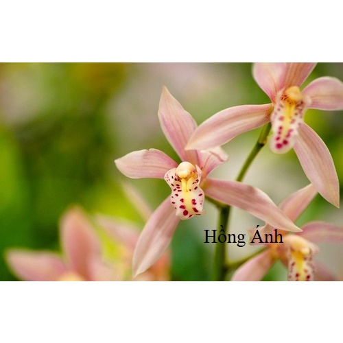 Lan địa lan kiếm Tứ thời thơm,hoa lâu tàn, nở quanh năm