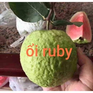 Cây giống Ổi Ruby ruột đỏ hồng