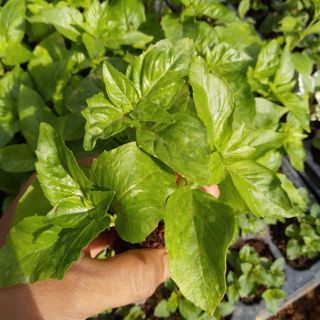 Rau Húng Tây cây giống