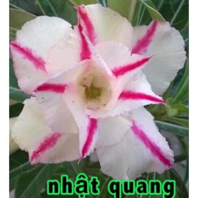 Sứ thái hoa kép thơm giống mới (gửi cây như ảnh)