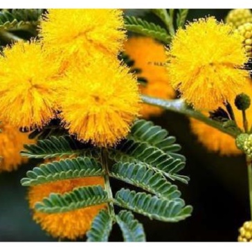 50 Hạt Giống Hoa Mimosa màu vàng tỉ lệ nảy mầm cao
