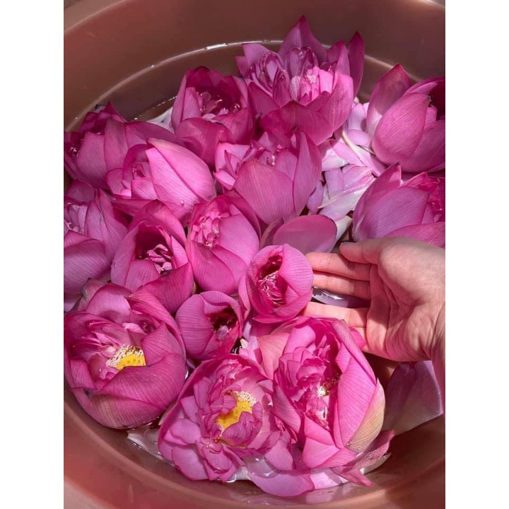 Toner Hoa Sen Thanh Khiết-2022