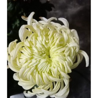 10 cây cúc đại đoá giống (7mầu) chỉ gửi Hà Nội