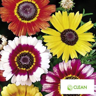 Hạt giống  hoa cúc chi mix 50 hạt