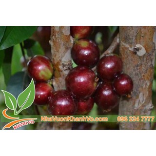cây giống nho thân gỗ tứ quý ra trái quanh năm