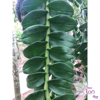 Lan Phi Điệp 🍀FREESHIP🍀 Mít Văn Sơn [ Ươm Kie ]