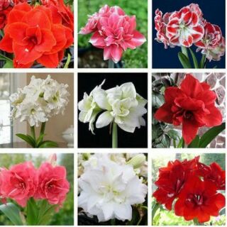 1 củ Huệ tây  kép mix màu