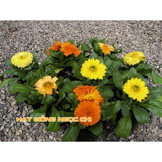 Hạt Giống Hoa Cúc Susi - 100 Hạt