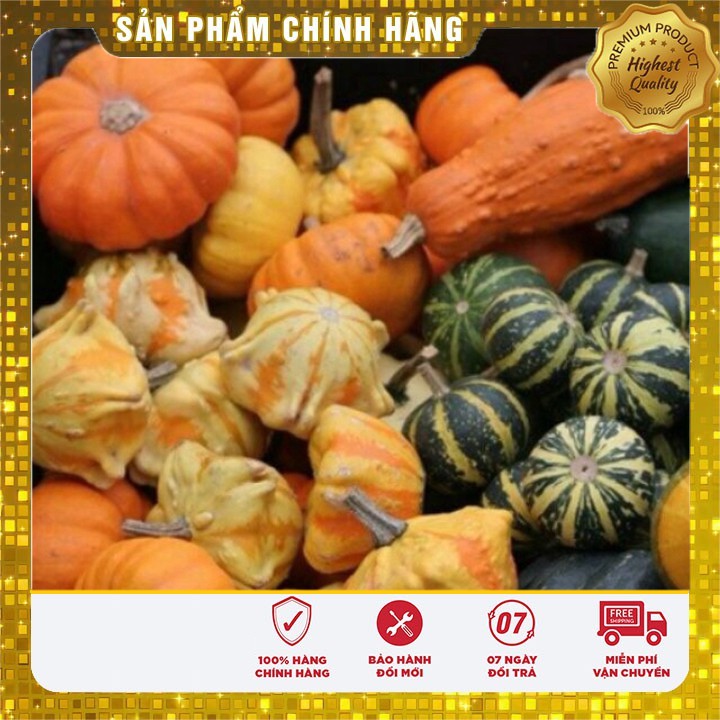 HẠT GIỐNG BÍ MINI nhiều màu bí ngô tí hon (10HẠT)