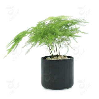 Cây thuỷ tùng cả chậu sứ
