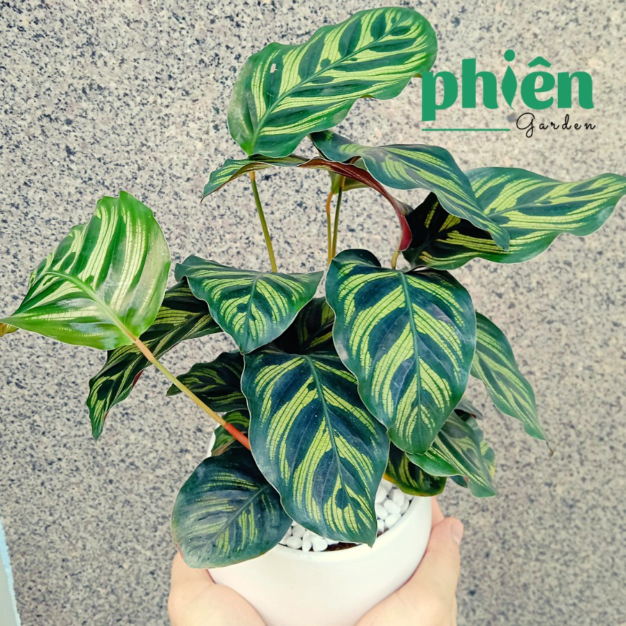 Cây Đuôi Công Đốm Xanh Calathea Makoyana để bàn kèm chậu gốm tráng men