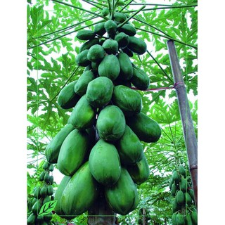 Hạt giống đu đủ ruột đỏ