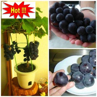 Hạt giống nho đỏ lùn (10 hạt)