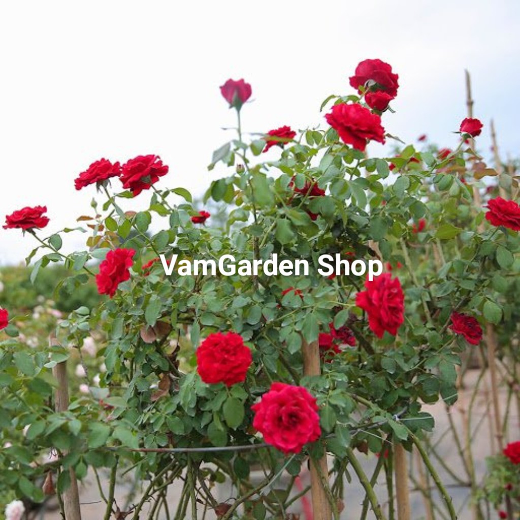 Hoa hồng cổ Sơn La –[💓Hồng Leo ❤] Hồng leo bông đỏ nhung quyến rũ,Cây hoa hồng cổ sơn la - VamGarden Shop