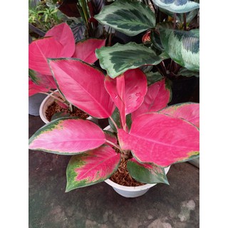 🌸🌱Cây Vạn Lộc( giống mới)🌸🌱