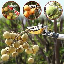 Kéo Hái Quả Kết Hợp Cưa Cành Trên Cao Dài 3M-4M-5M, Kéo Cắt Cành Cây Trên Cao,