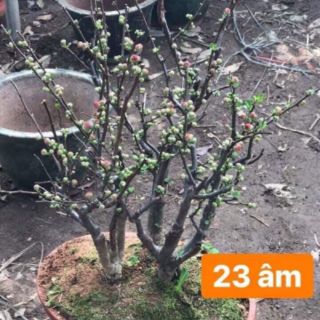 Mai đỏ  Nhật Bản sắp có nụ