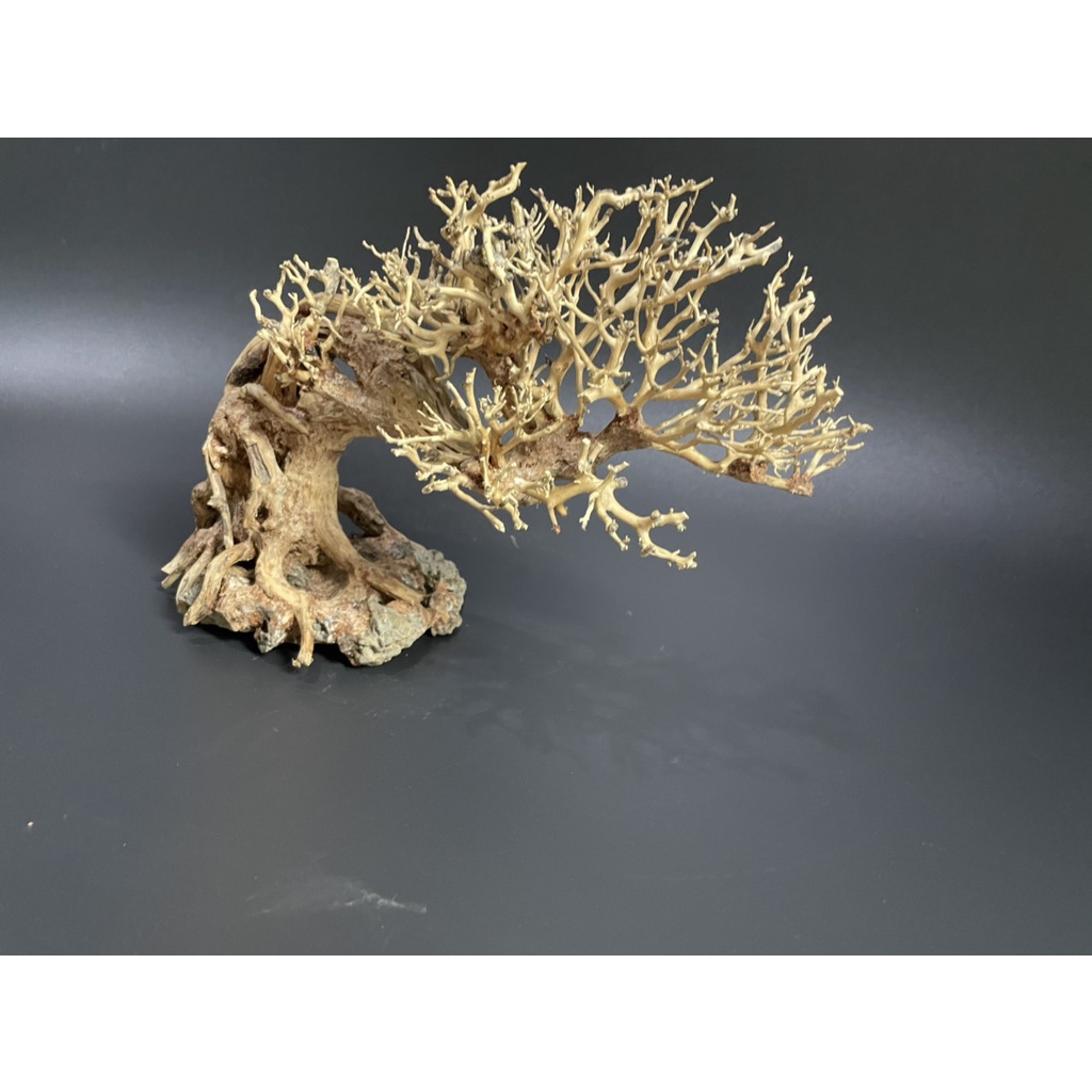 Lũa Bonsai, Lũa thủy sinh dùng trang trí hồ cá cảnh, hồ thủy sinh, văn phòng, nhà cửa