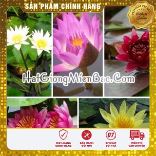 Hạt Giống Súng Nước Mini Thái Lan(05 hạt)