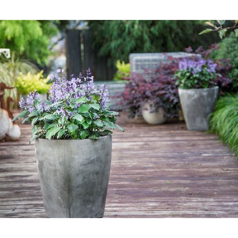 Cây Hoa Mona Lavender JUN GARDEN màu tím