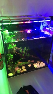 Đèn led cho hồ cá cảnh với các màu dễ chọn lựa